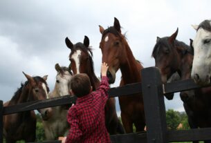 woman in red and white checkered dress shirt standing beside brown horse during daytime